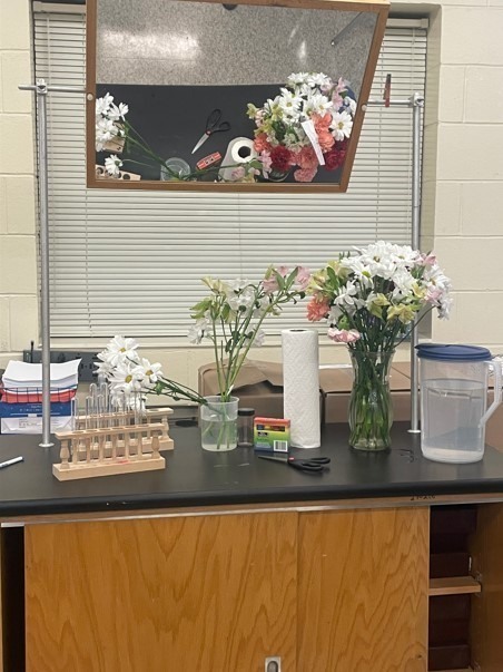 A science classroom table setup with vases of flowers, test tubes in wooden racks, pitchers of water, and food coloring, prepared for the Flower Lab experiment.