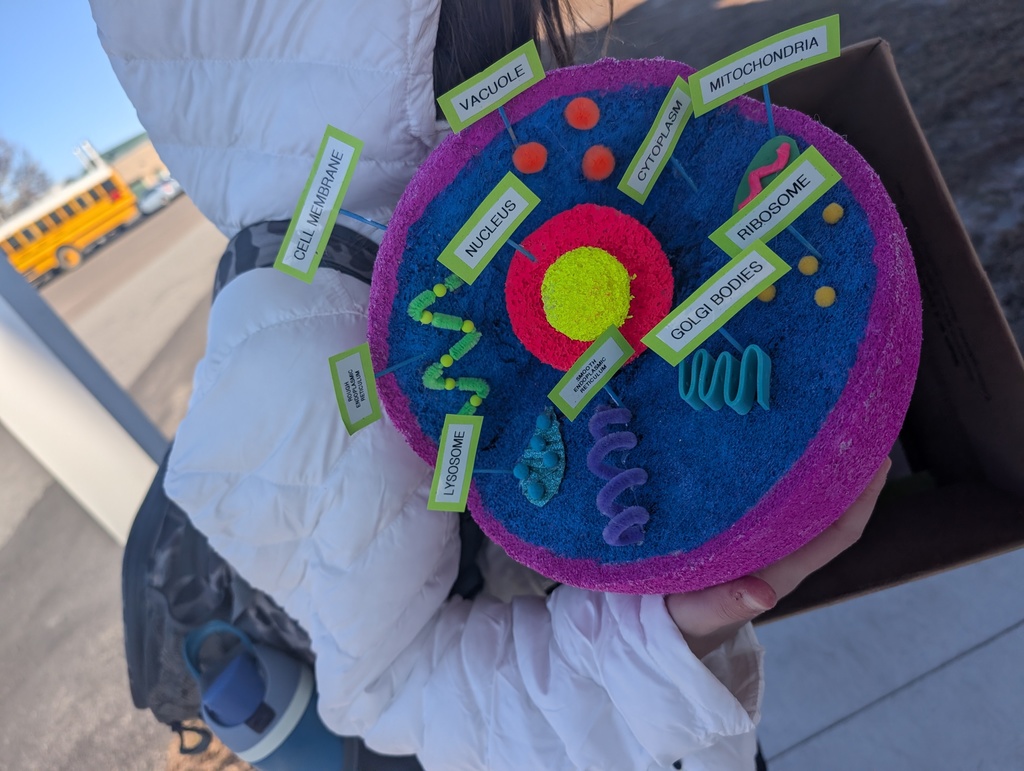 Student shows off their 3-d plant cell made out of styrofoam with toothpicks holding the signs for labeling the different parts of the plant cell.