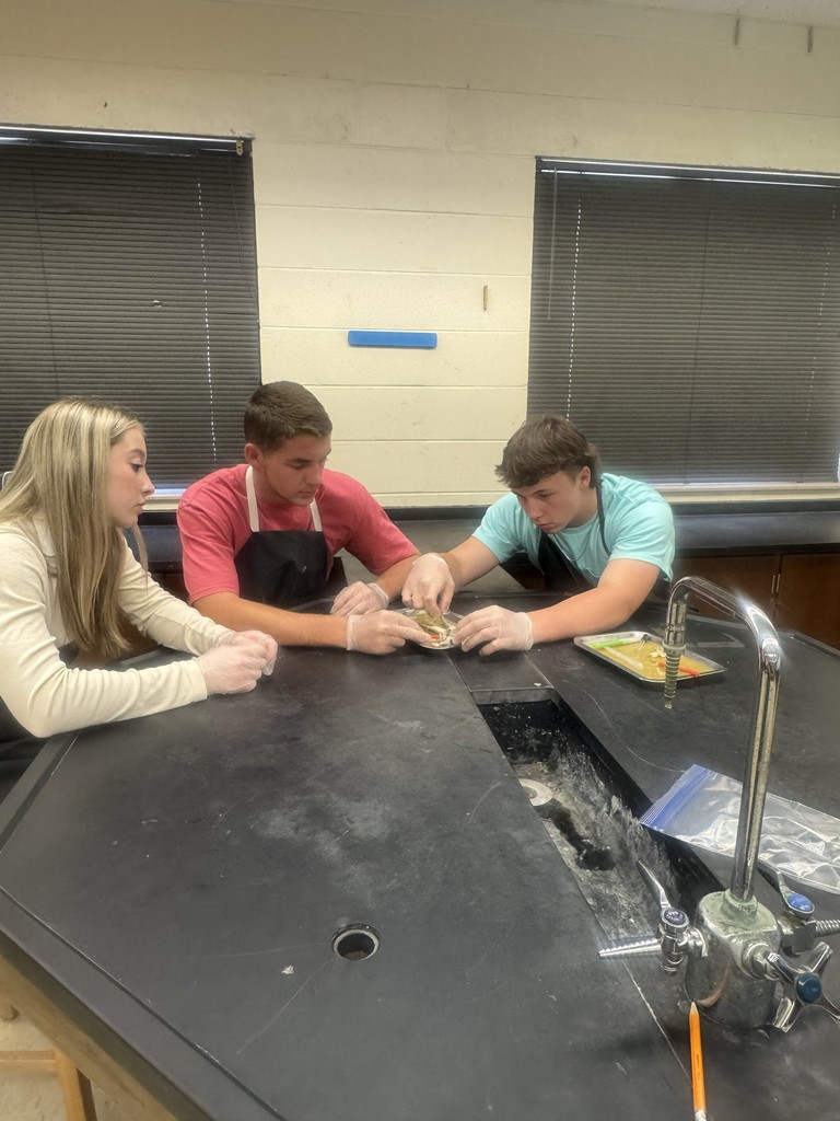 Students working on frog dissection.
