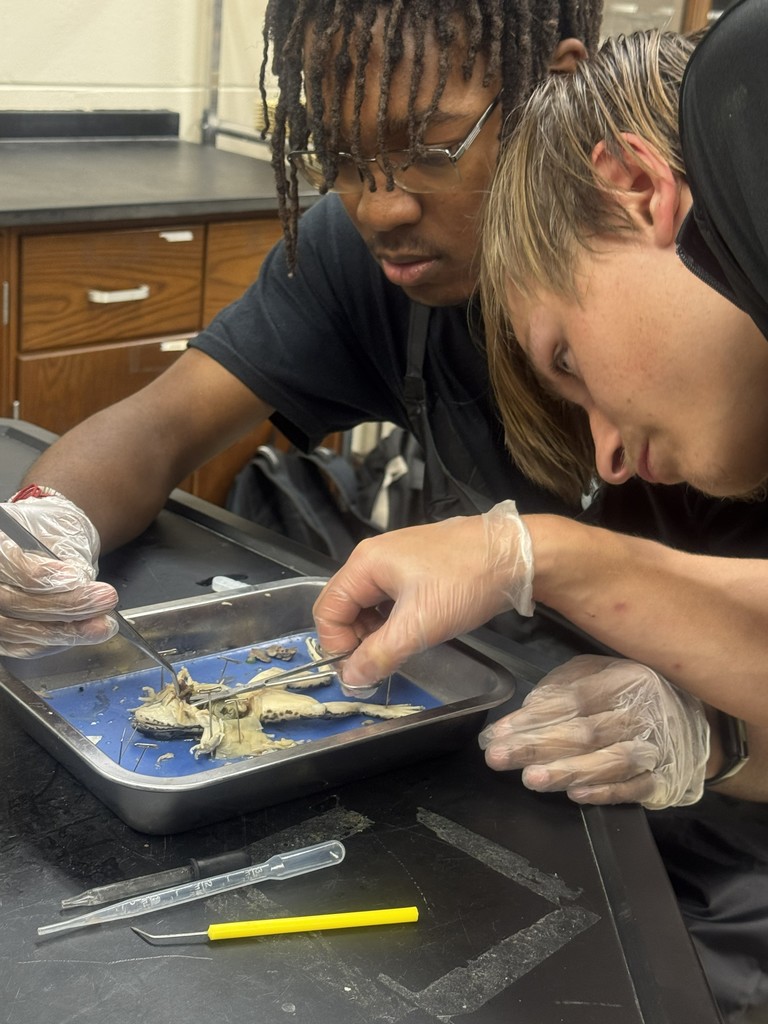 Students working on frog dissection.