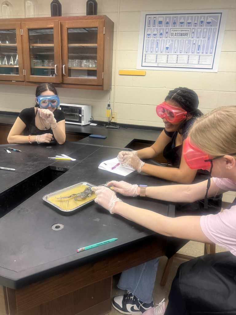 Students working on frog dissection.