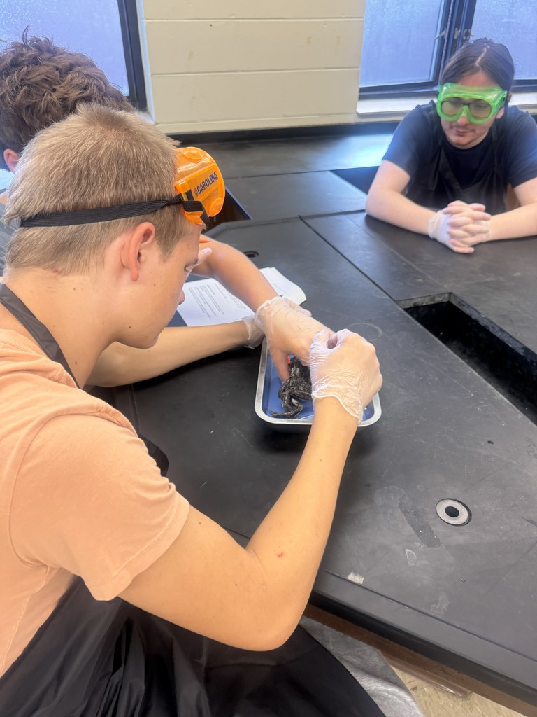 Students working on frog dissection.
