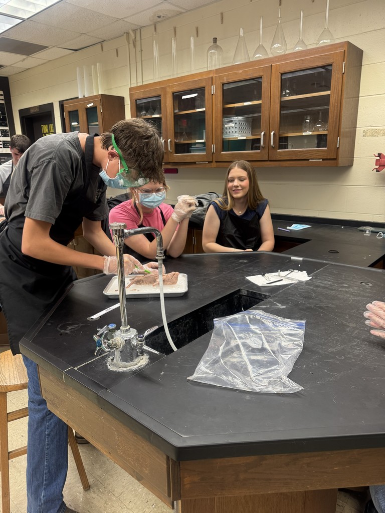 Student working on pig dissection. 