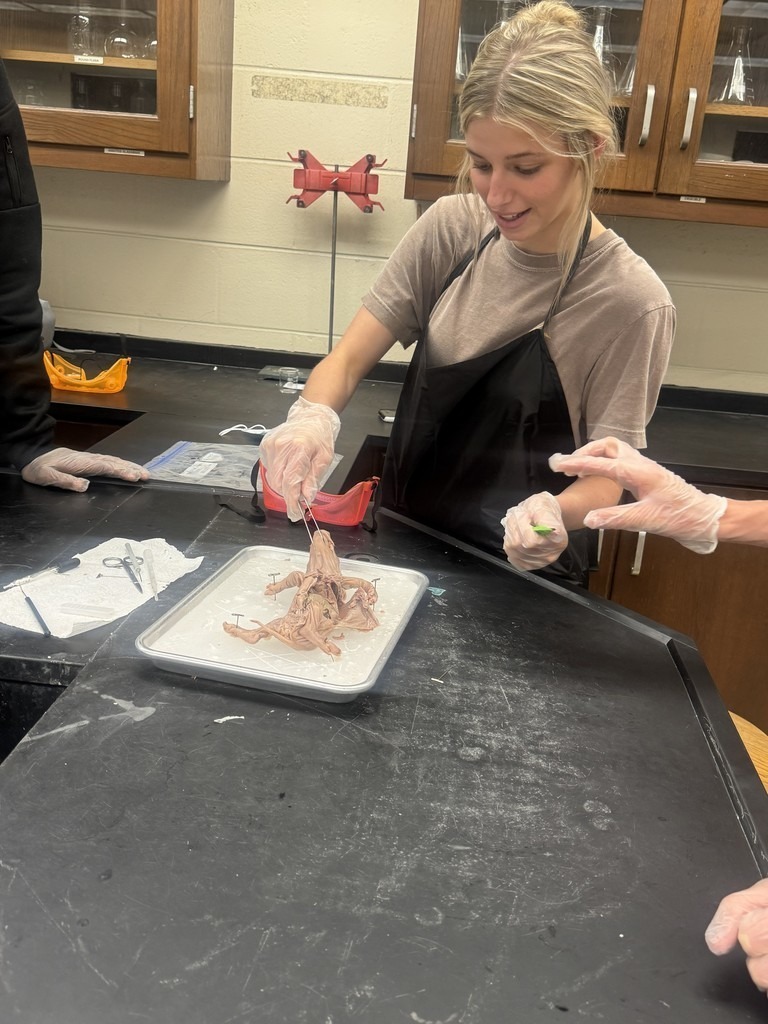 A student wearing gloves uses dissection tools to explore internal structures of a specimen while classmates observe and assist.