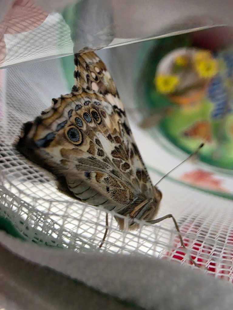 Close-up of a butterfly resting inside a mesh habitat, showing detailed wing patterns during the final stage of the life cycle.