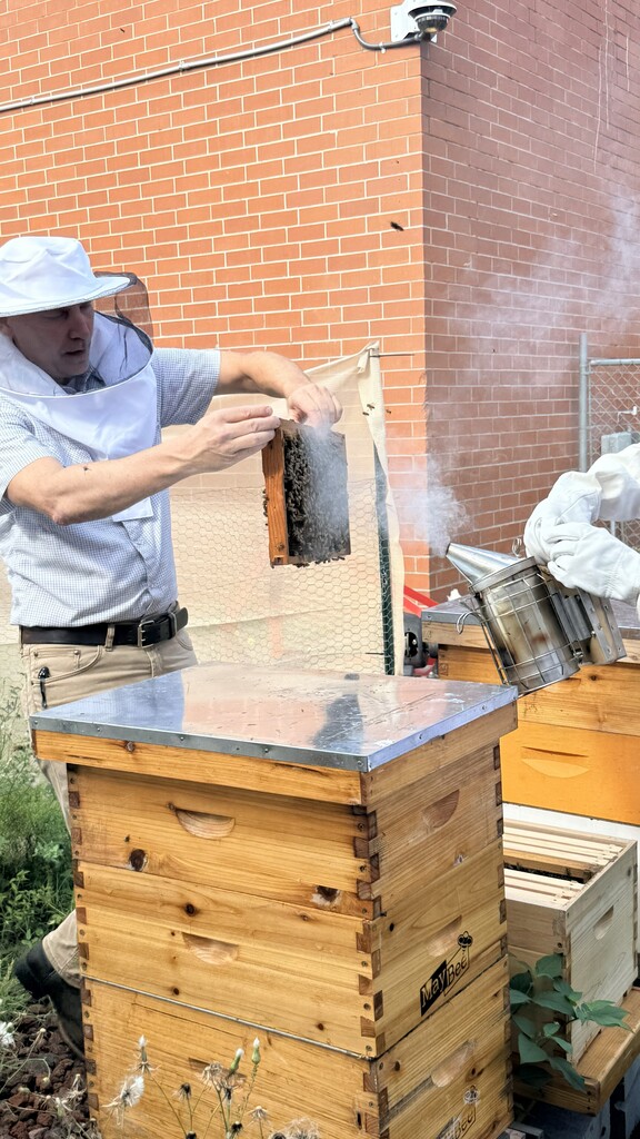 Honey Collection