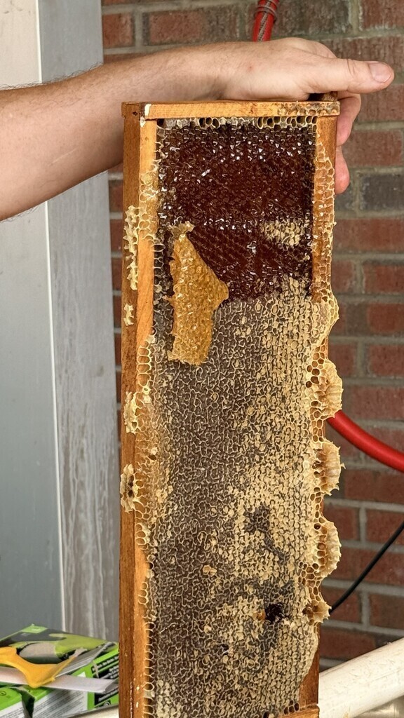 A close-up view of a honeycomb frame filled with capped honey during the honey harvesting process at Hilliard Middle-Senior High School.