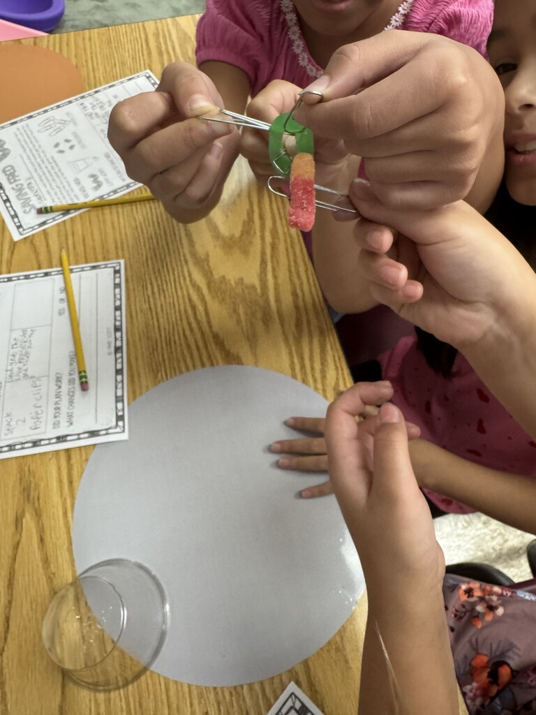 Students work to use a paperclip to pull a gummy worm through a life saver.