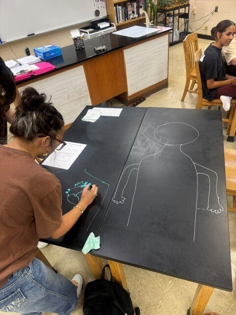 Table Chalk Art in Anatomy Class.