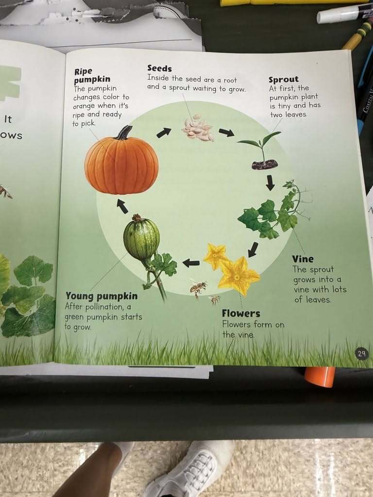 Open children’s science book showing the pumpkin life cycle: seeds develop into a sprout, then a leafy vine, flowers, a young green pumpkin, and finally a ripe orange pumpkin.