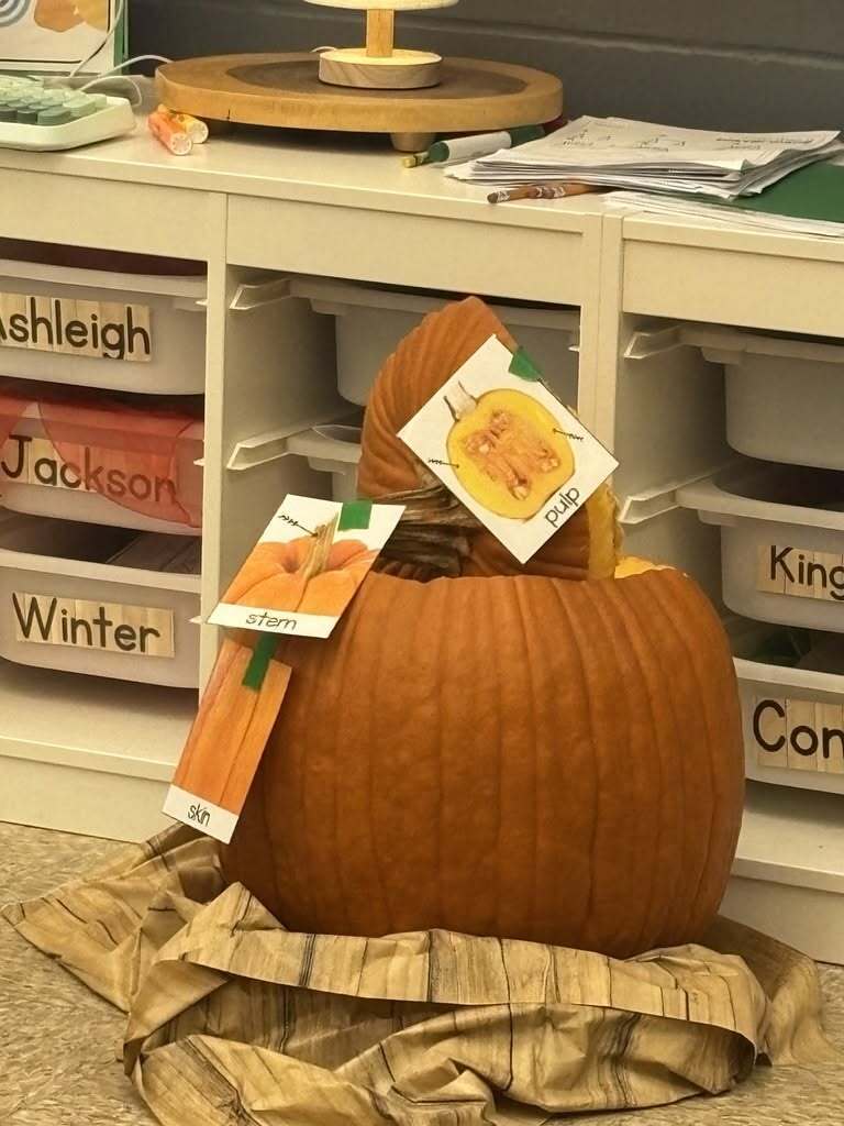 Close-up of a real pumpkin used for a kindergarten science lesson with cards labeling parts of the pumpkin, including the stem, skin, and pulp.