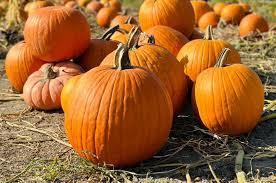 pumpkin patch