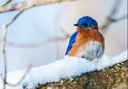 bluebird