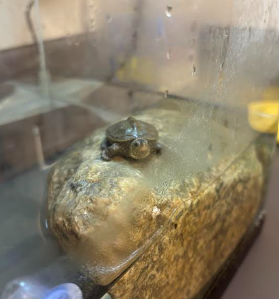 Terrapin