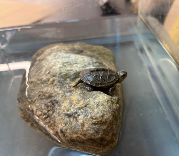 Terrapin