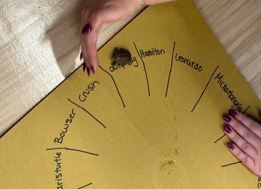 Terrapin on naming chart