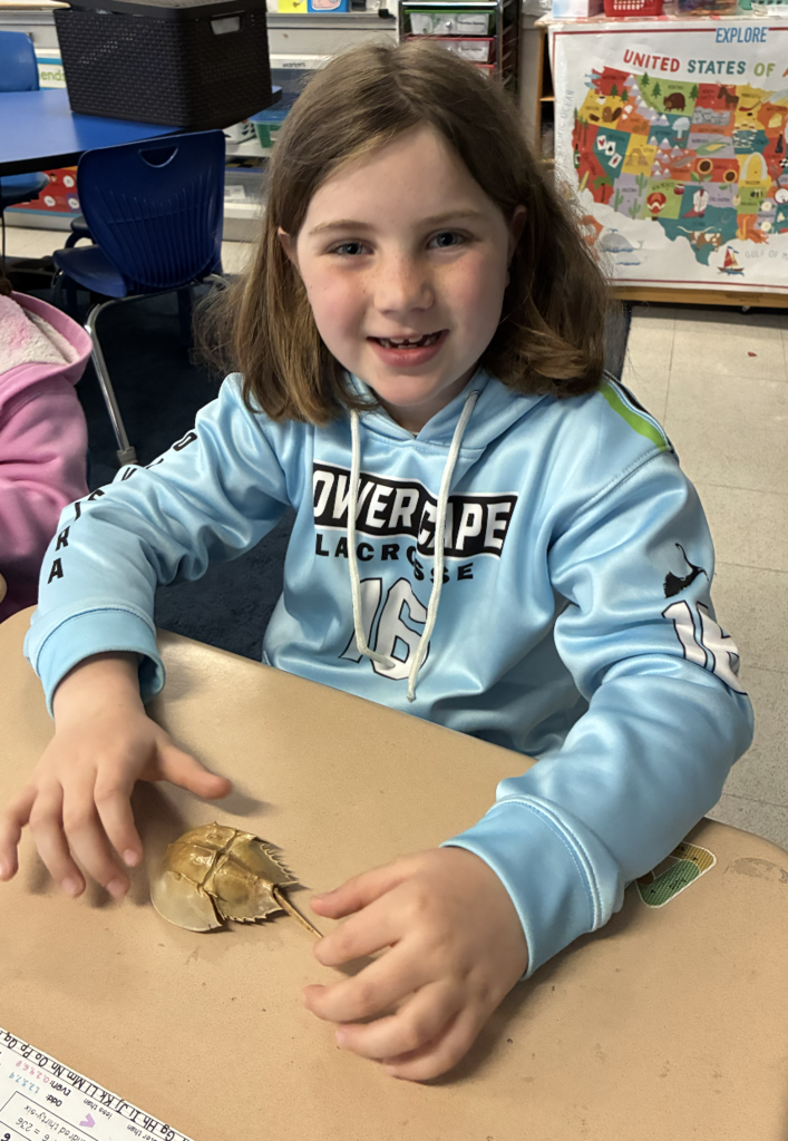 As part of this hands-on lesson, students explored informational texts, constructed a timeline to understand how long these ancient creatures have existed, and identified key body parts using real horseshoe crab molts!