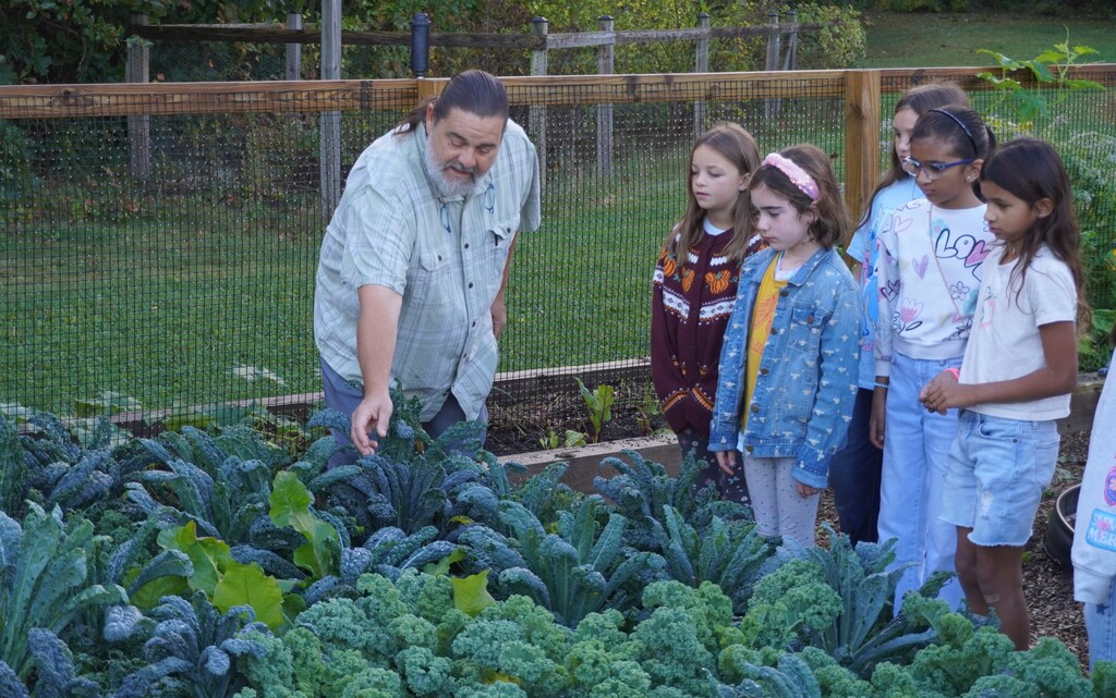 students harvest kale in garden