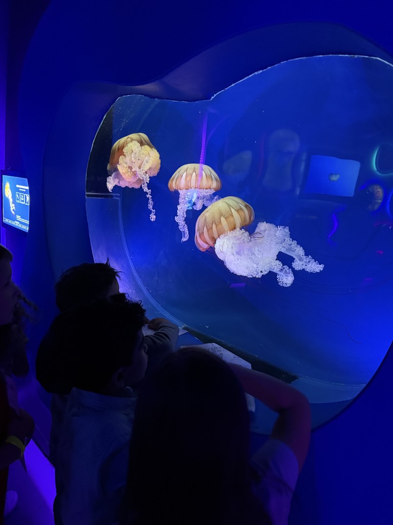 jellyfish