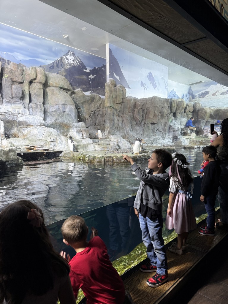 students looking at penguins
