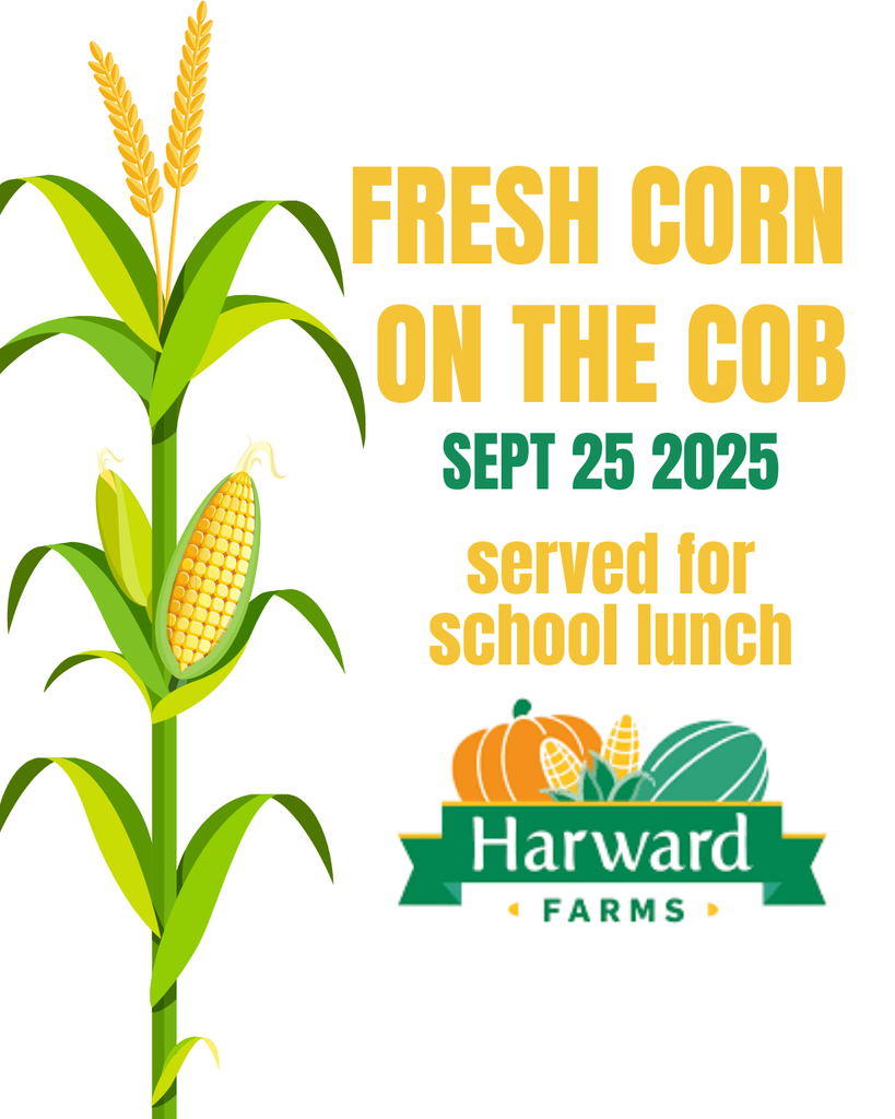 Corn on the cob served for lunch on thursday for students