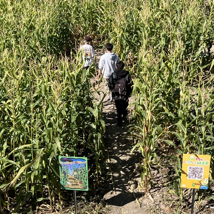 corn maze