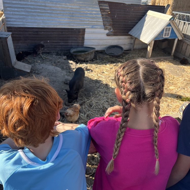students watching pigs