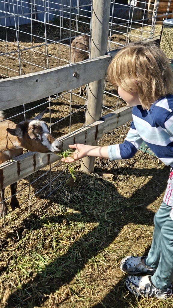 one student feeding a goat that is in a pen
