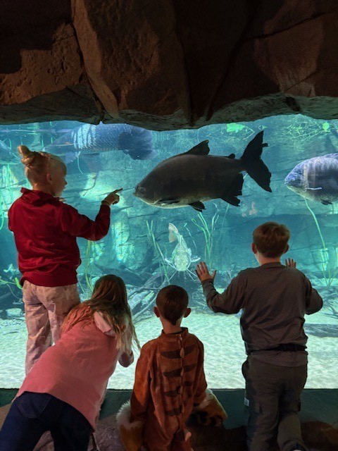 Students looking at a large fish in an aquarium.