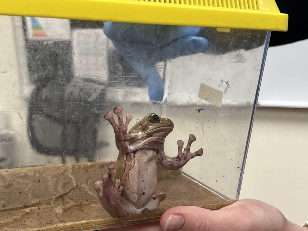 Mrs. Grills Rainforest Van