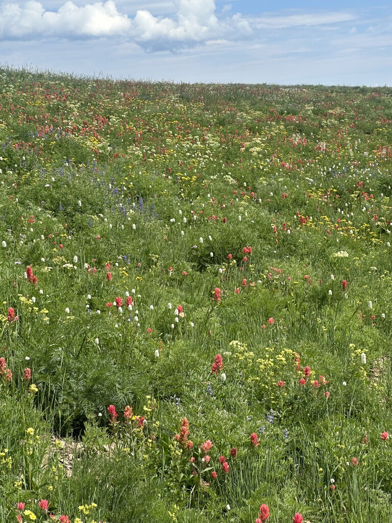 Flower Field on the way up Timp