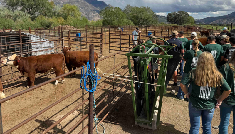 Rasmussen Mini Hereford Ranch