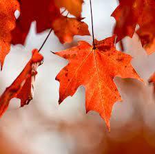 fall