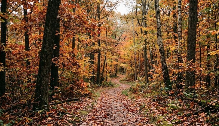 Fall