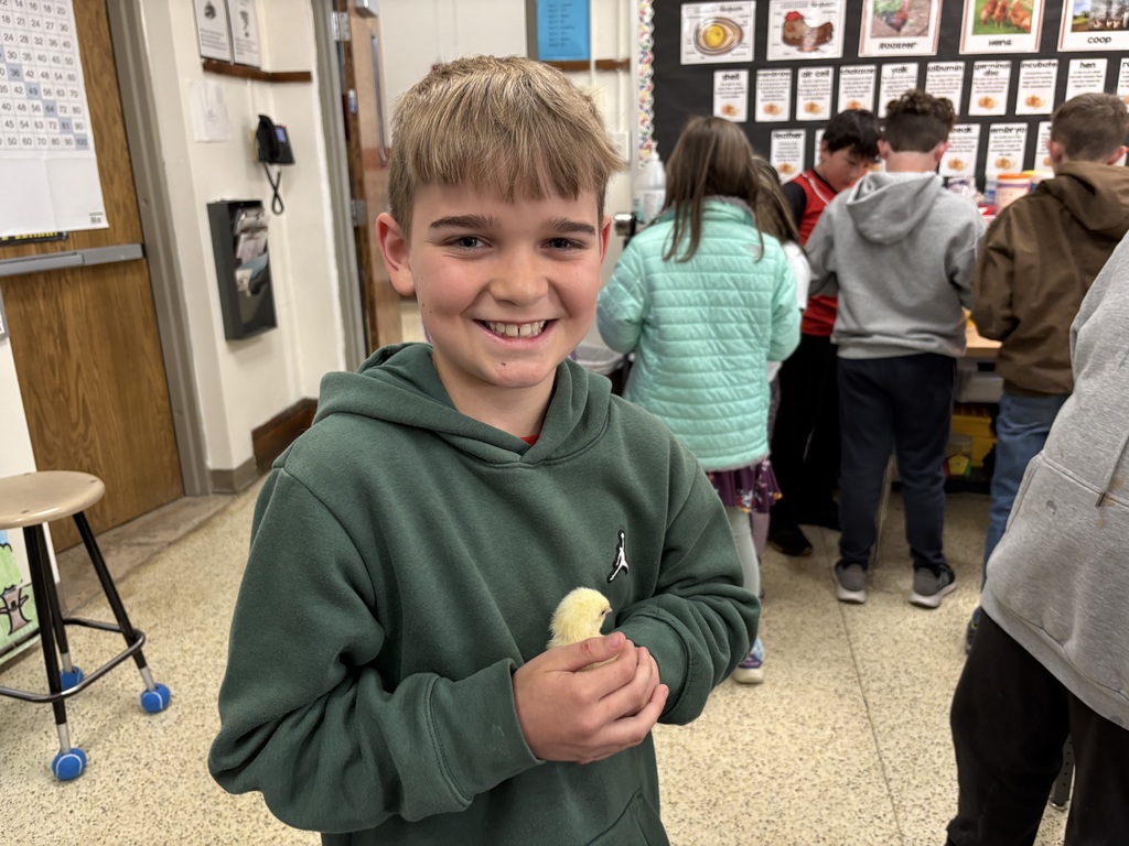 The baby chicks hatched last week, and the fourth-graders were thrilled to hold and gently pet them. It was an exciting, hands-on experience that sparked lots of curiosity and excitement in their classroom! This experience also connected perfectly to our learning as the fourth grade class has been studying the structures and adaptations of living things. Observing the chicks up close helped students better understand how physical features support survival and growth.