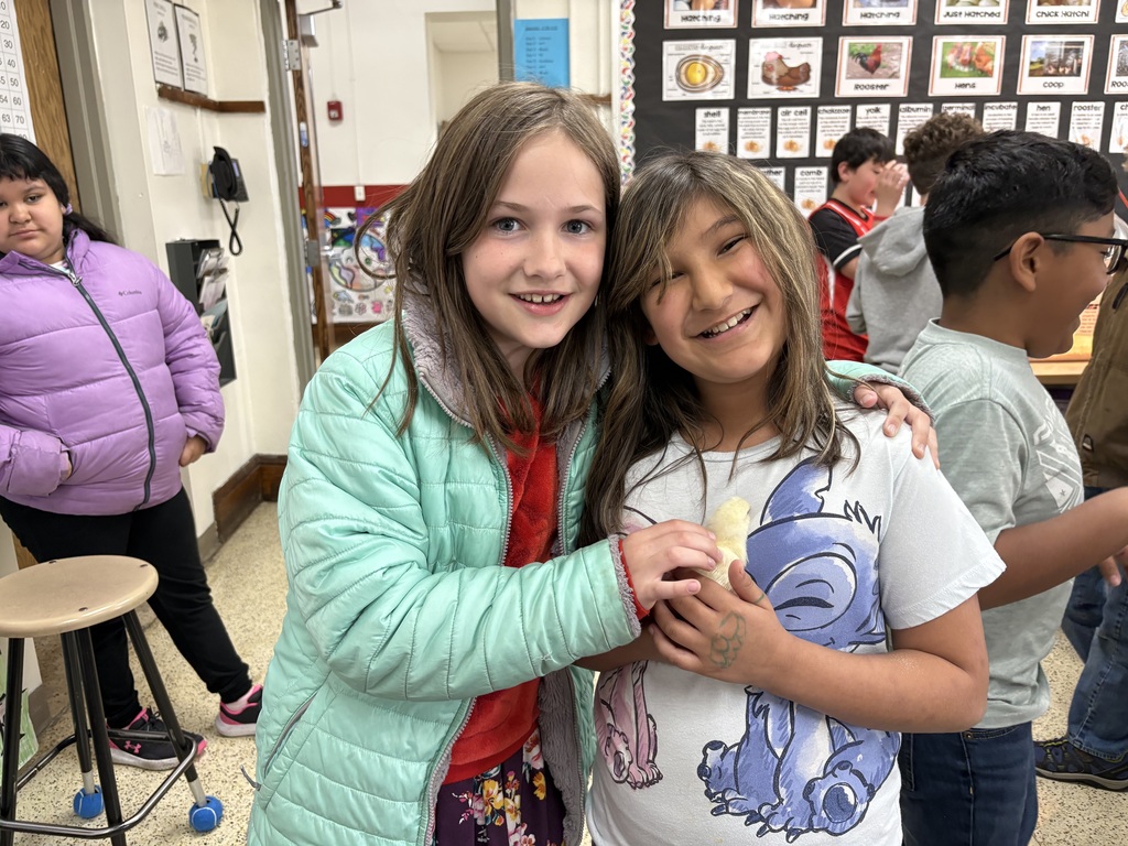 The baby chicks hatched last week, and the fourth-graders were thrilled to hold and gently pet them. It was an exciting, hands-on experience that sparked lots of curiosity and excitement in their classroom! This experience also connected perfectly to our learning as the fourth grade class has been studying the structures and adaptations of living things. Observing the chicks up close helped students better understand how physical features support survival and growth.