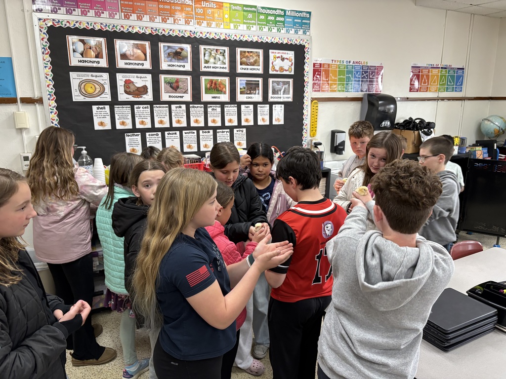 The baby chicks hatched last week, and the fourth-graders were thrilled to hold and gently pet them. It was an exciting, hands-on experience that sparked lots of curiosity and excitement in their classroom! This experience also connected perfectly to our learning as the fourth grade class has been studying the structures and adaptations of living things. Observing the chicks up close helped students better understand how physical features support survival and growth.