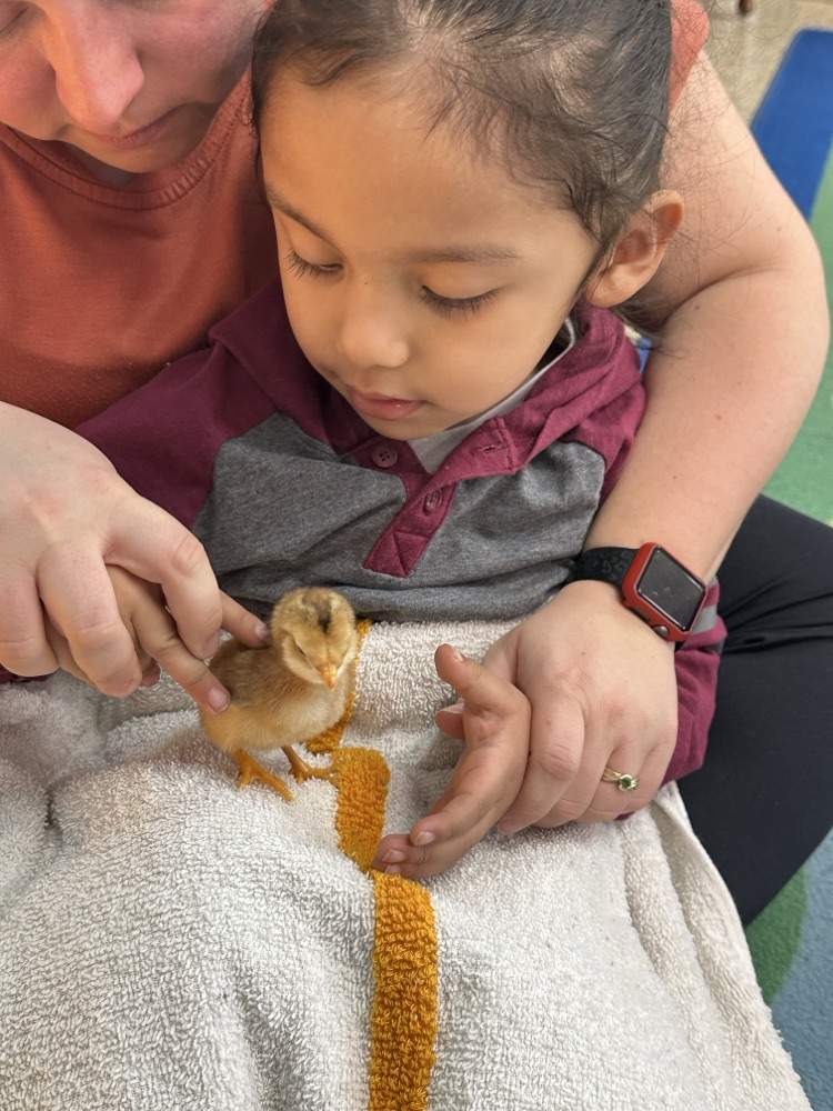 Our 3-year-old preschool classes enjoyed hatching chicks in our classrooms.