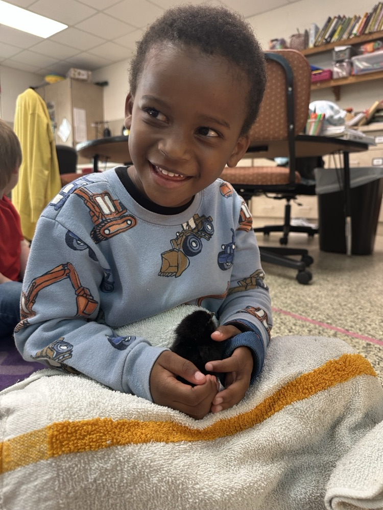 Our 3-year-old preschool classes enjoyed hatching chicks in our classrooms.