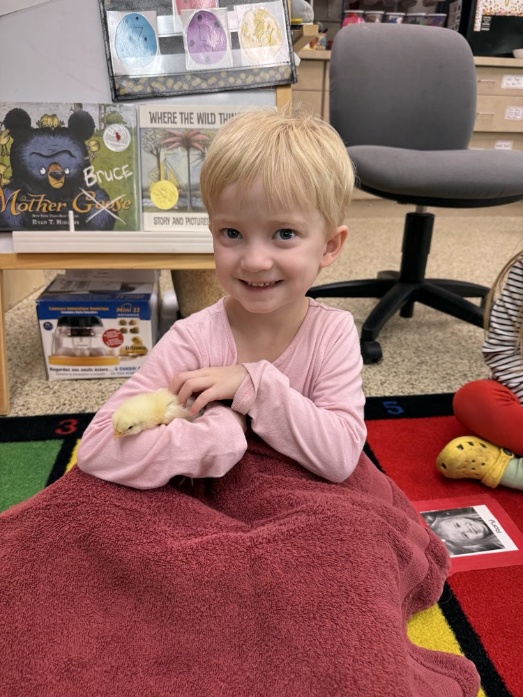 Our 3-year-old preschool classes enjoyed hatching chicks in our classrooms.
