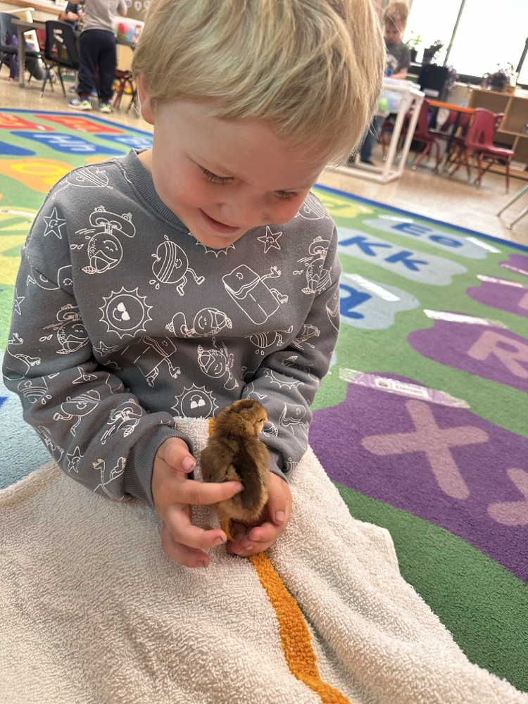 Our 3-year-old preschool classes enjoyed hatching chicks in our classrooms.