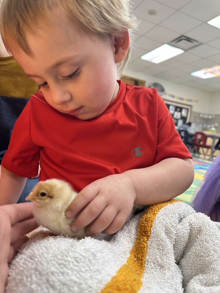 Our 3-year-old preschool classes enjoyed hatching chicks in our classrooms.