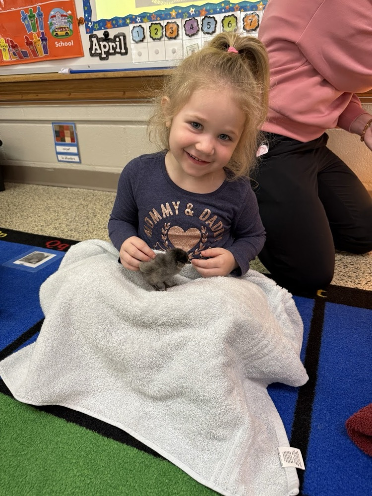Our 3-year-old preschool classes enjoyed hatching chicks in our classrooms.