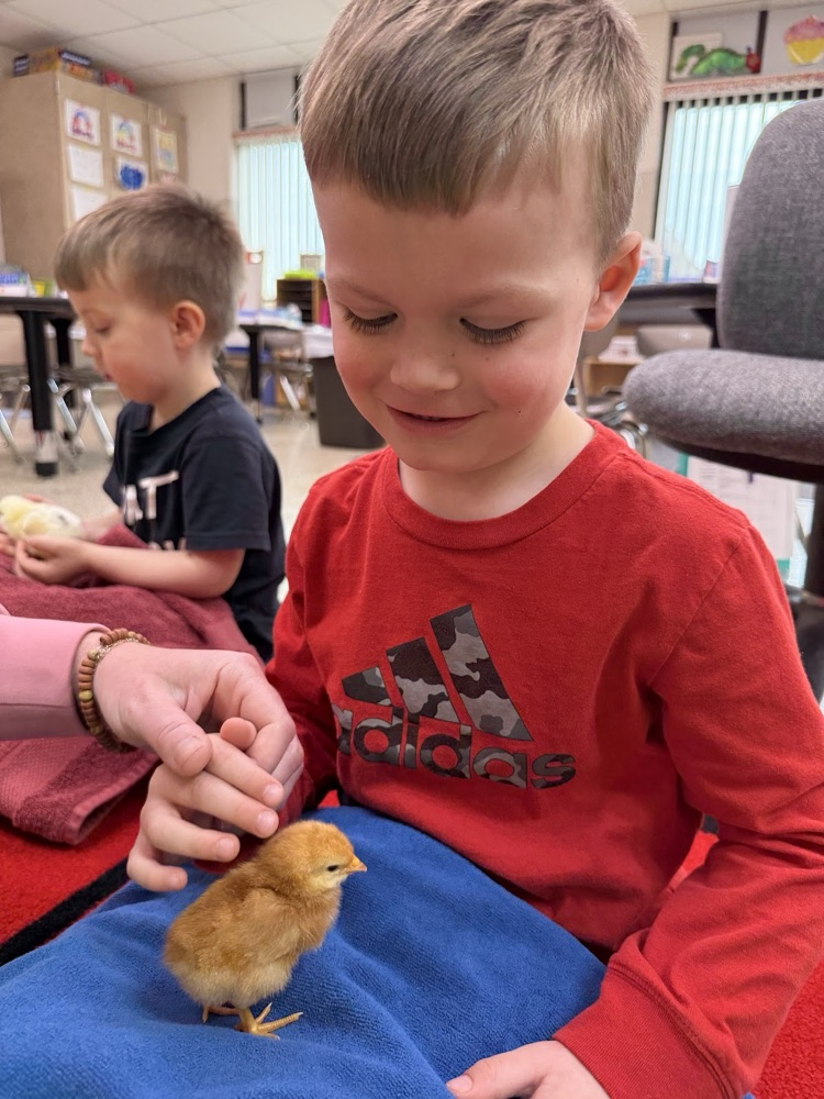 Our 3-year-old preschool classes enjoyed hatching chicks in our classrooms.