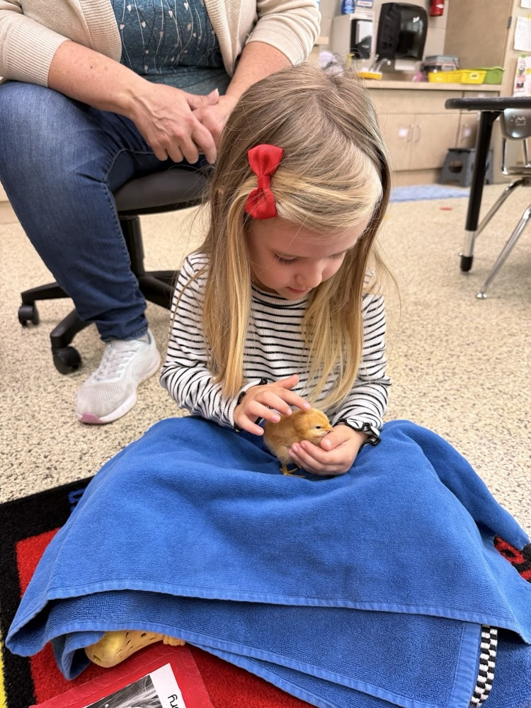 Our 3-year-old preschool classes enjoyed hatching chicks in our classrooms.