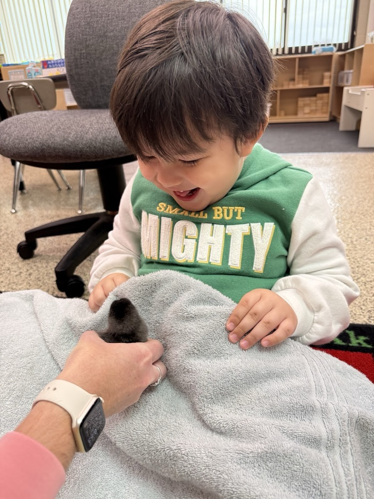 Our 3-year-old preschool classes enjoyed hatching chicks in our classrooms.