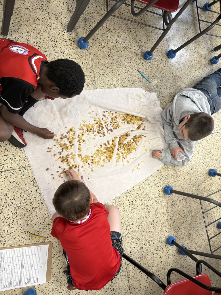 Fourth graders in Ms. Schwickerath's science classes explored how different bird beaks are specially designed to help birds eat various types of food. After learning about these adaptations, students participated in a hands-on activity where they tested different “beaks” to see which ones were most effective for picking up certain foods. This engaging experience helped them better understand how form relates to function in the natural world.