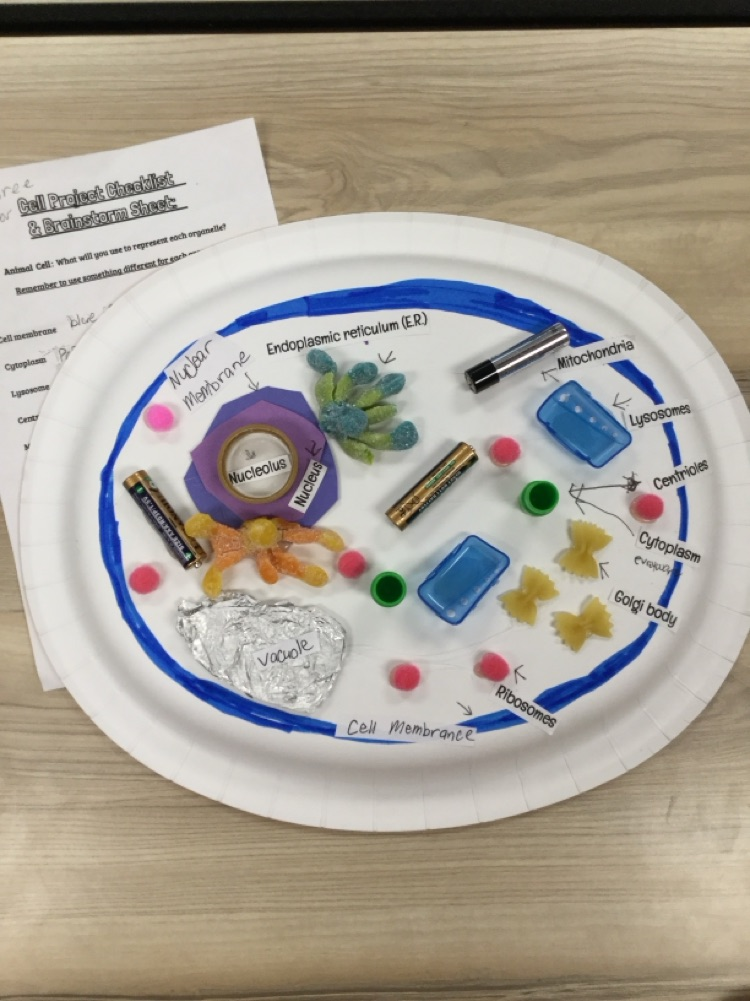 6th graders have been learning about cells. Students created 3D models of animal and plant cells! 