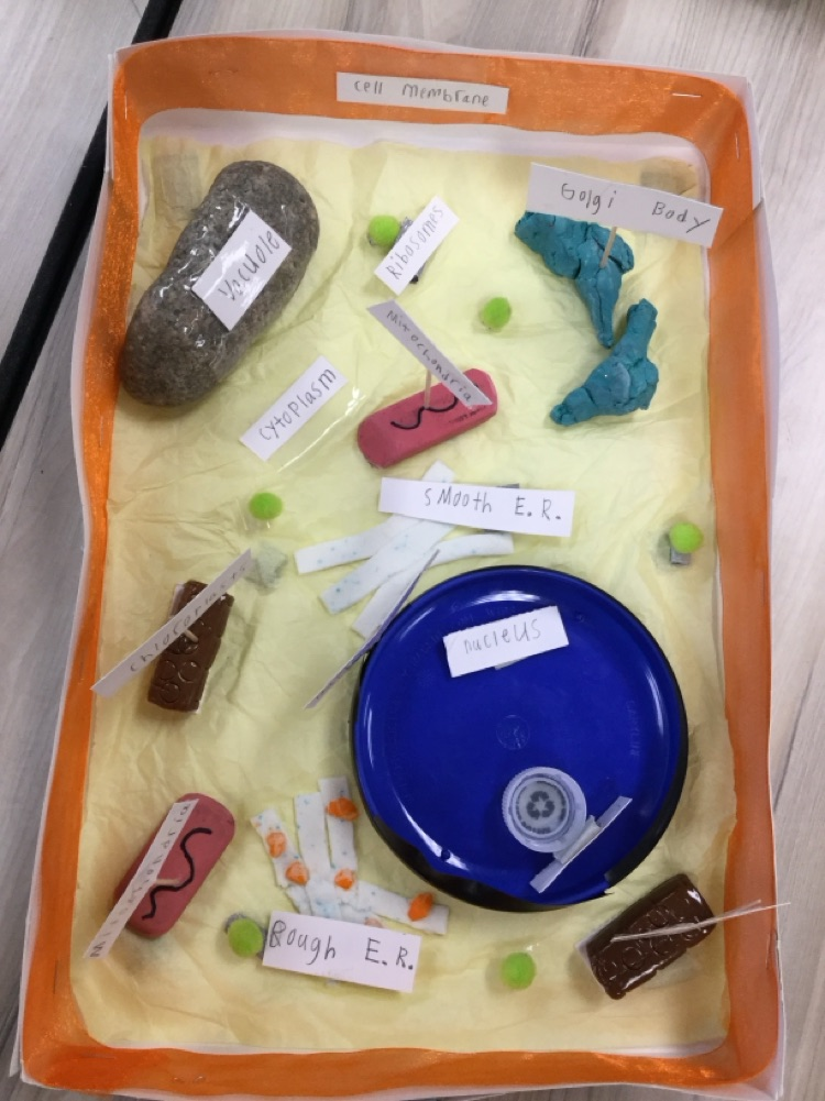 6th graders have been learning about cells. Students created 3D models of animal and plant cells! 