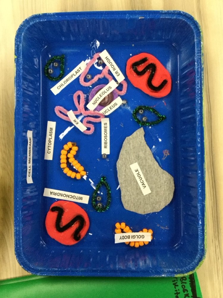 6th graders have been learning about cells. Students created 3D models of animal and plant cells! 